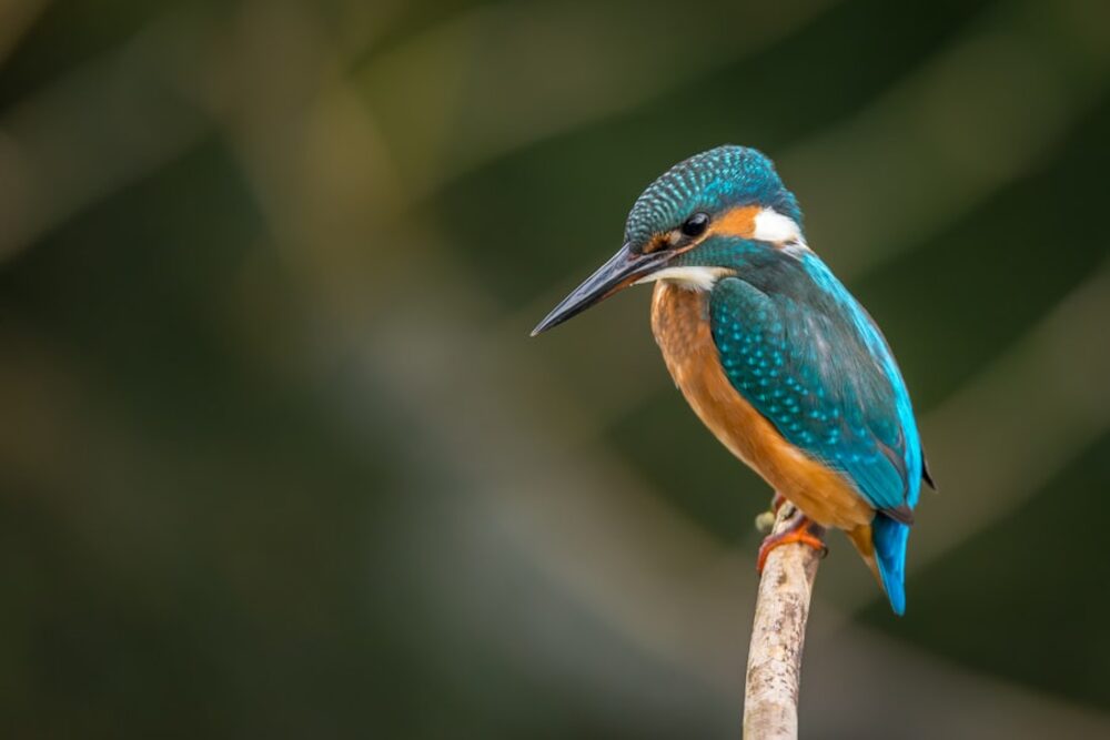 A bright kingfisher perched on a branch