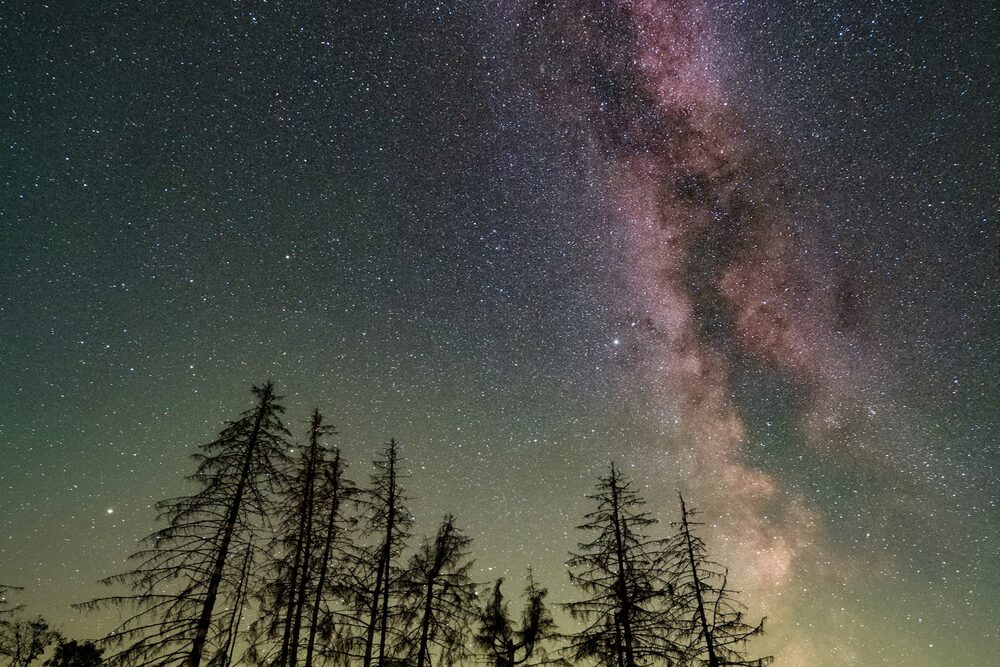 The Milky Way arcing across a star-filled night sky above silhouetted trees